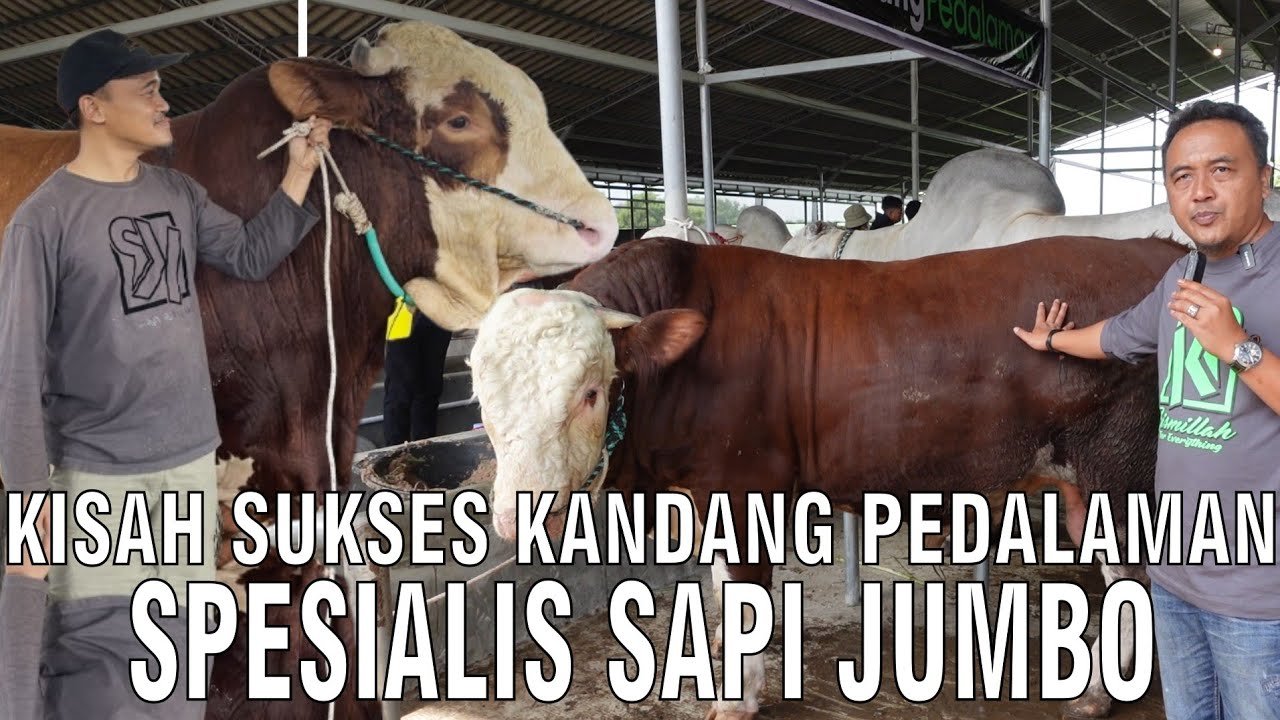 
                                 Kisah-Sukses-Kandang-Pedalaman-Spesialis-Sapi-Jumbo